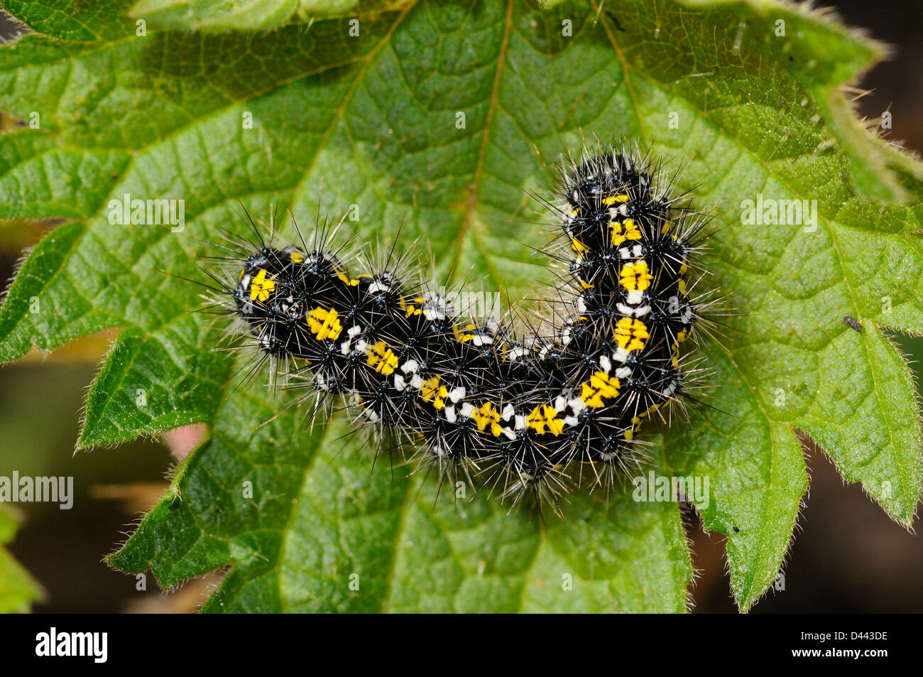 Scharlachrote Tiger Moth (Art Dominula) endgültige Instar Larve ruht auf Blatt, Oxfordshire, England, April Stockfoto