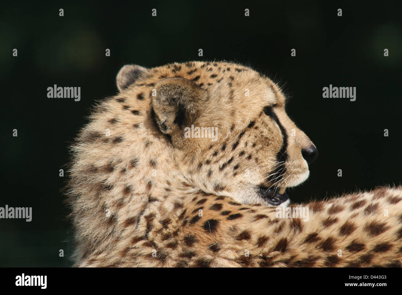 Gepard Stockfoto