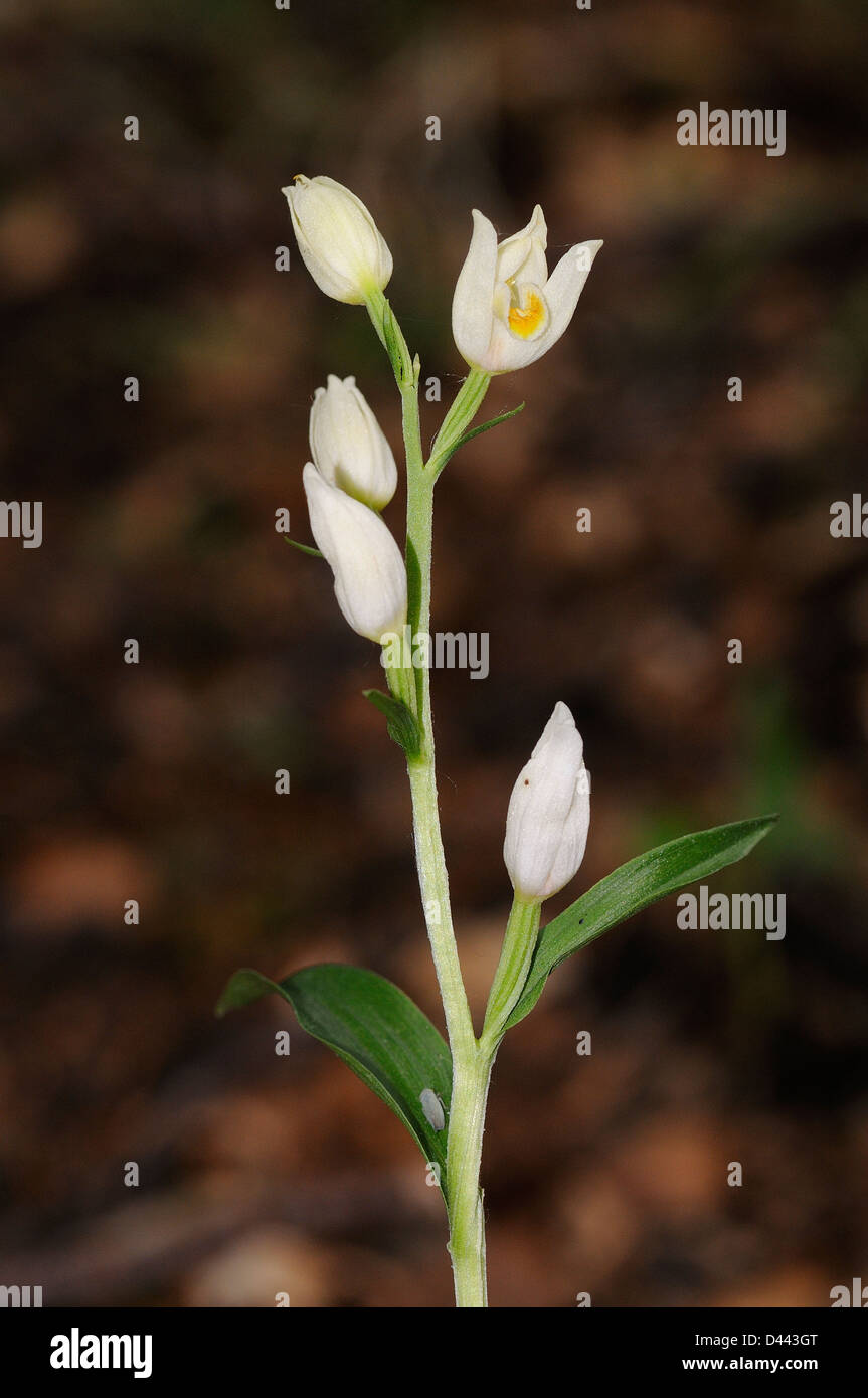 White Helleborine (Cephalanthera Damasonium) Blütenstand, Oxfordshire, England, Mai Stockfoto