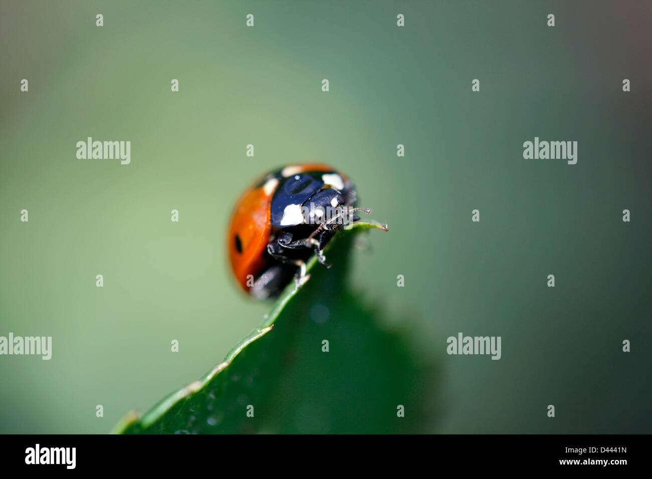 Sieben Punkte Marienkäfer an der Spitze eines Urlaubs. Stockfoto
