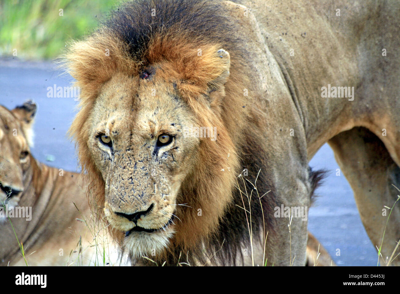 Afrikanischer Löwe Stockfoto