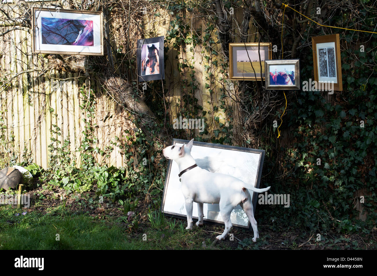 englischer Bullterrier außerhalb mit Bildern Stockfoto