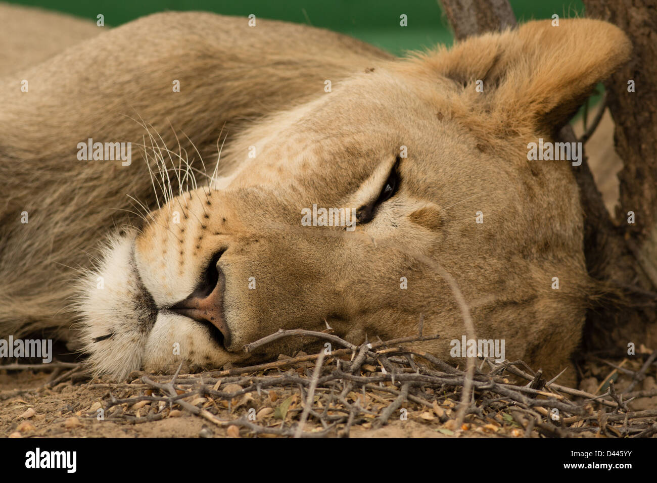 Ein dösen Löwe, Augen öffnen, im Kgalagadi Transfrontier Game Reserve. Botswana. Nahaufnahme des Kopfes. Stockfoto