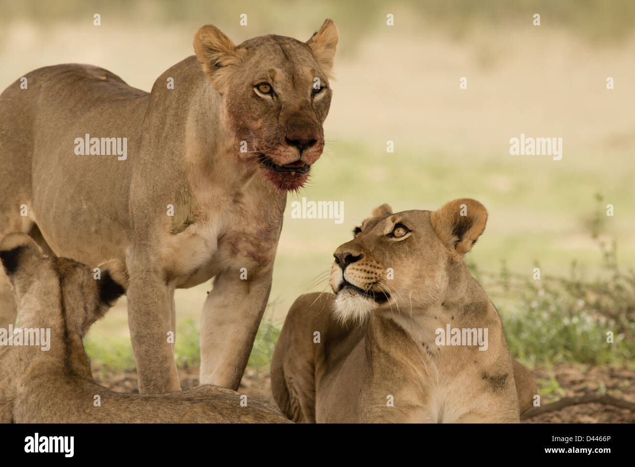 Kalahari-Löwen, mit blutiger Schnauze. Stockfoto