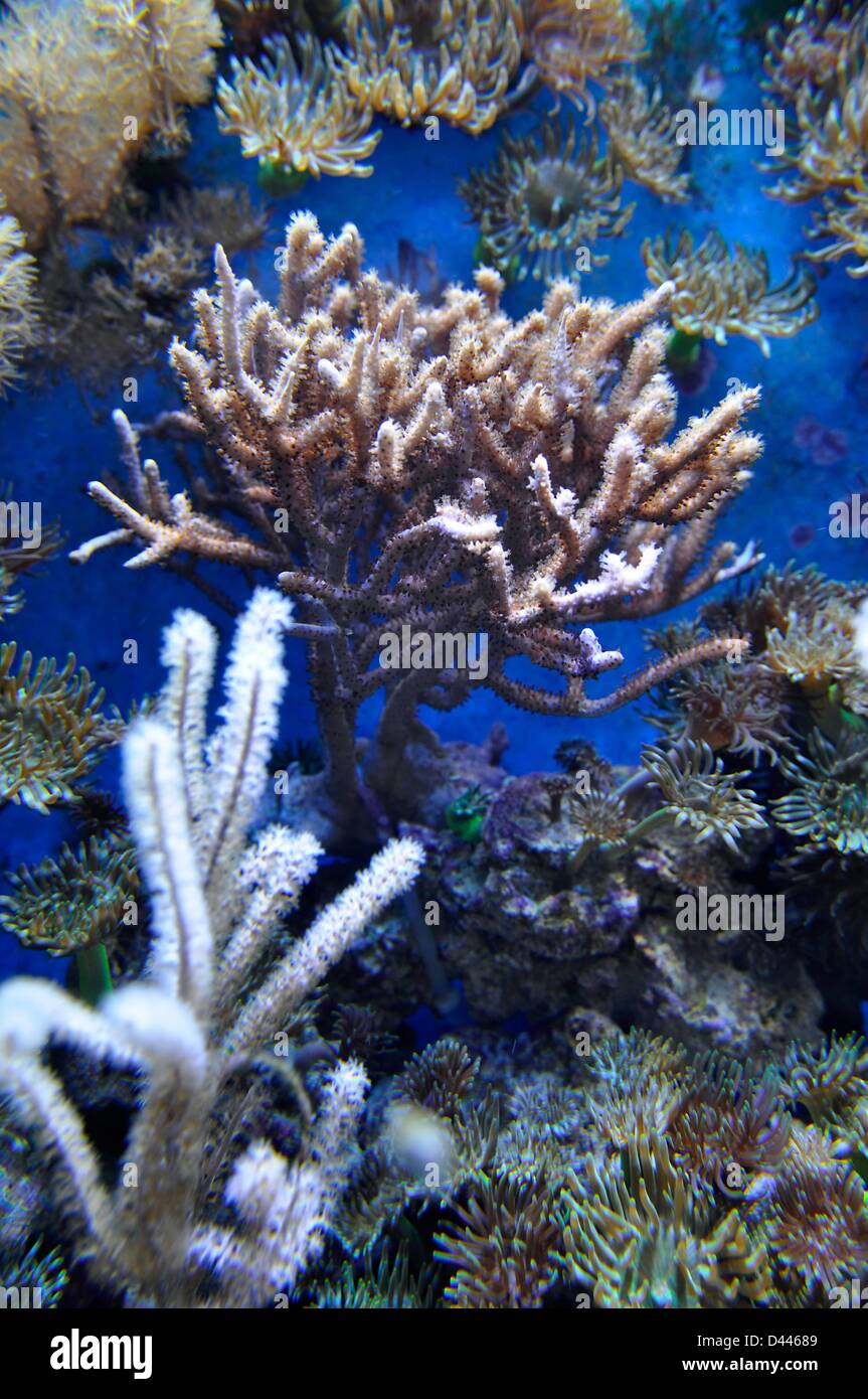 Korallen in einem Aquarium in Biosphäre Potsdam, 6. Juni 2011. Fotoarchiv für ZeitgeschichteS.Steinach Stockfoto
