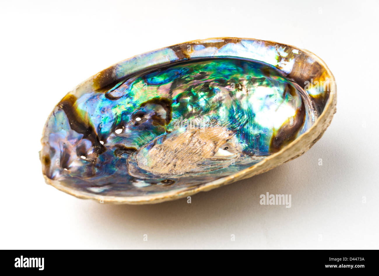 Aqua Farbe der Abalone (Pao Hua Sea Shell) Stockfoto