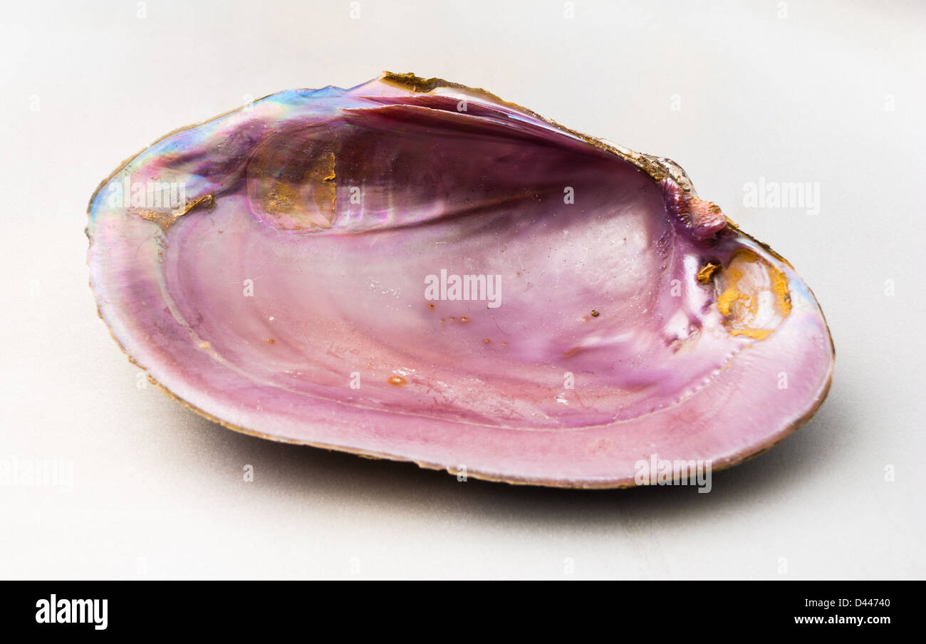 Rosa Farbe der Abalone (Pao Hua Sea Shell) Stockfoto