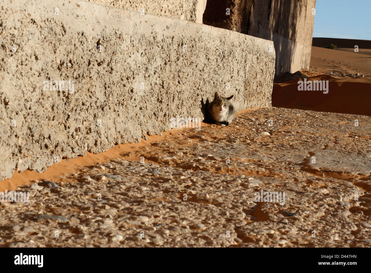 Wildkatze von Marokko Stockfoto