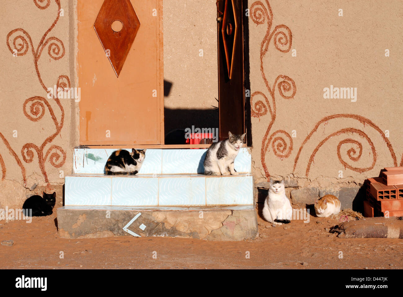 Wilde Katzen von Marokko Stockfoto