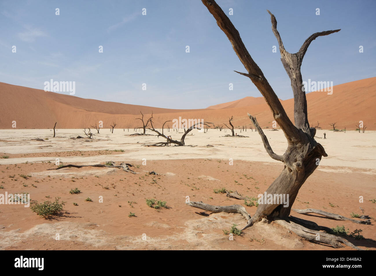 Toter Camelthorn Baum, Dead Vlei, in der Nähe von Sossusvlei, Namib-Wüste Namib-Naukluft-Nationalpark, Namibia Stockfoto