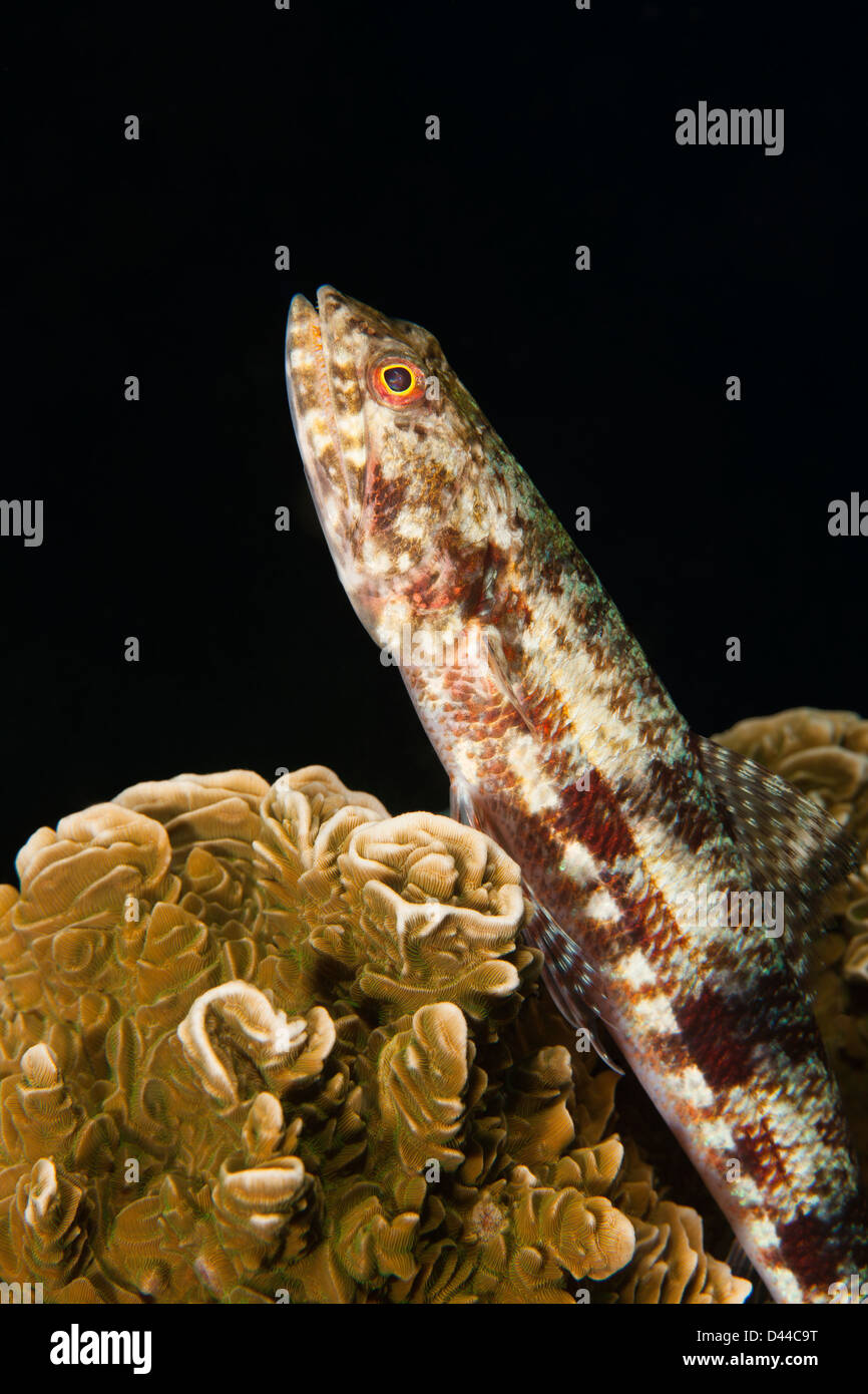 Riff Eidechsenfisch (Synodus Variegatus) an einem tropischen Korallenriff in Bali, Indonesien. Stockfoto