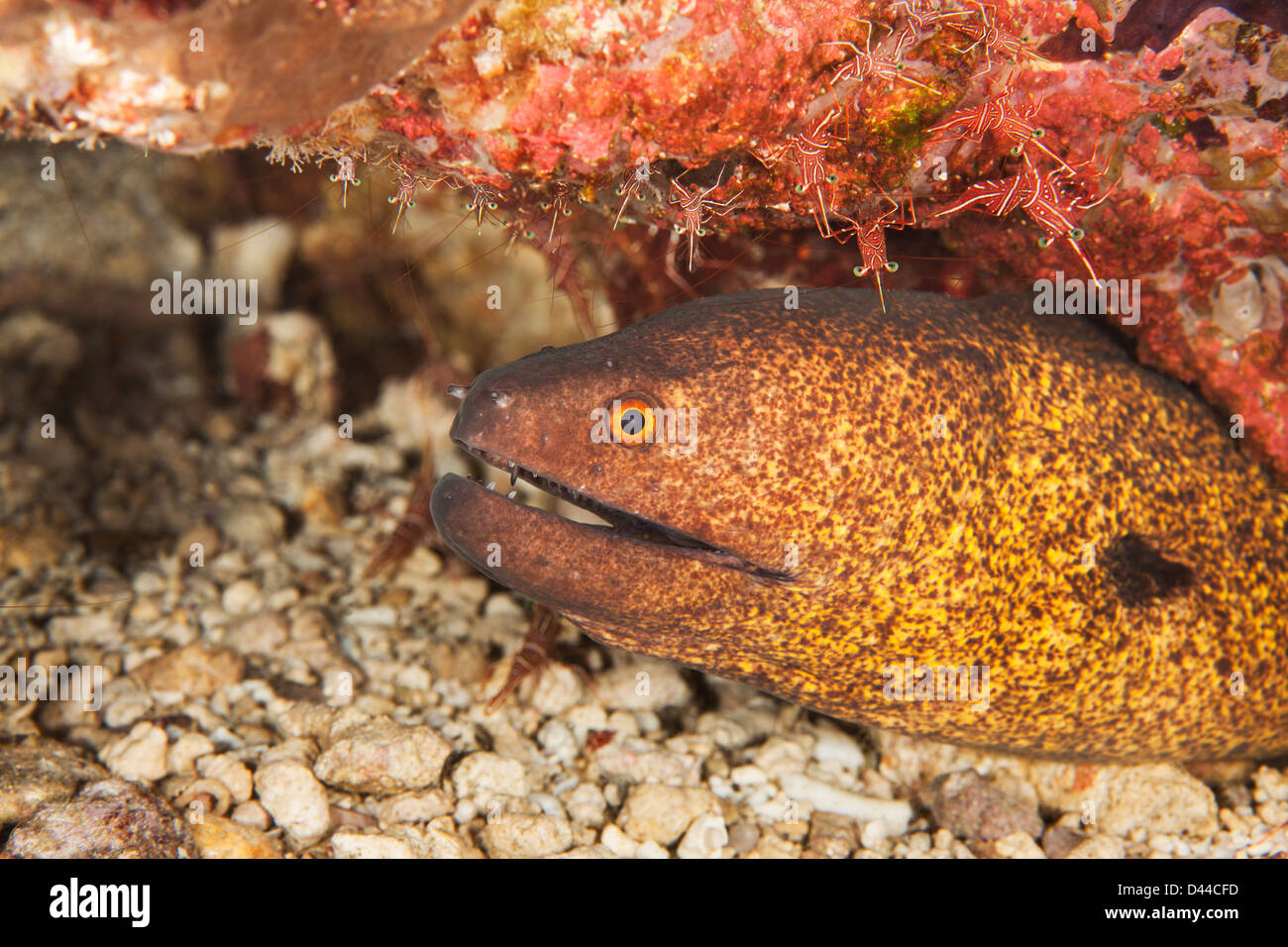 Gelbgefleckte Muräne (Gymnothorax Flavimarginatus) aus einer Felsspalte an einem tropischen Korallenriff mit Dancing Shrimp peering Stockfoto