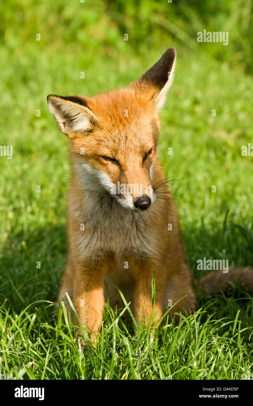 Junger Fuchs fast eingeschlafen mit einem Ohr hören heraus. Stockfoto