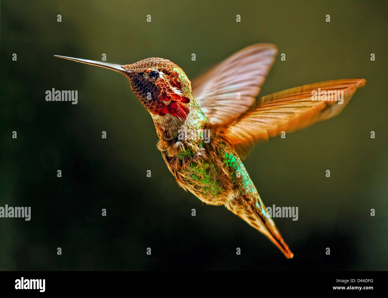 Kolibri Annas, Männlich Stockfoto