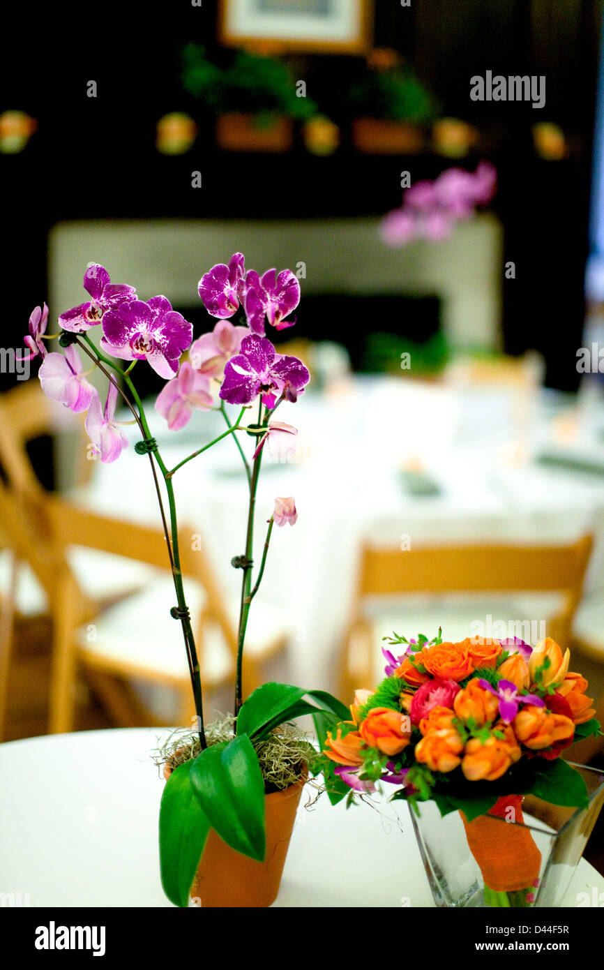 lebenden Orchideen Tafelaufsatz Stockfoto