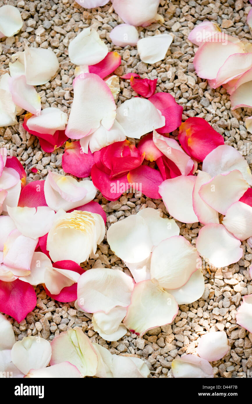 Rosenblätter auf dem Boden Kies bestreut Stockfoto