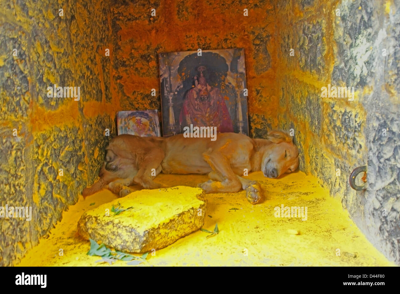 Hund schläft im Tempel, Indien Stockfoto