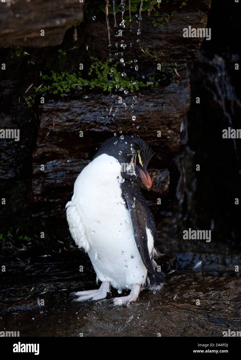 Rockhopper Penguin unter der Dusche Stockfoto
