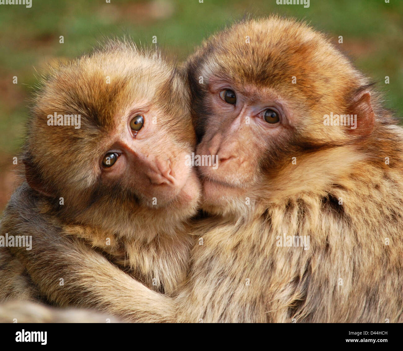 Affen umarmen Stockfoto