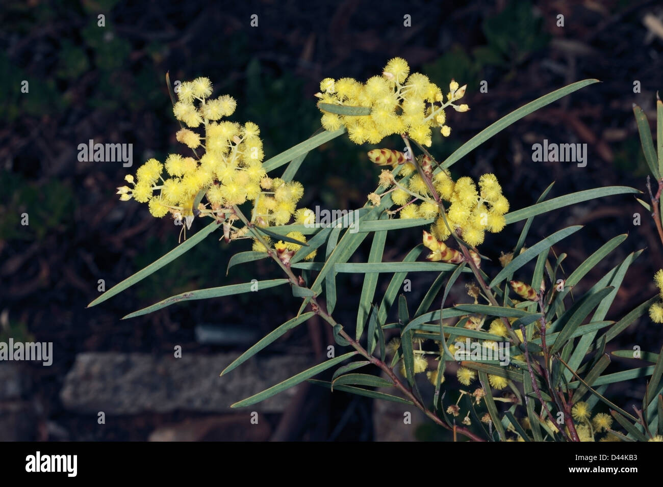 Acacia Iteaphylla/Racosperma Iteaphyllum - Flinders Range Flechtwerk, Port Lincoln Flechtwerk, Weide-leaved Flechtwerk, winter-Flechtwerk Stockfoto