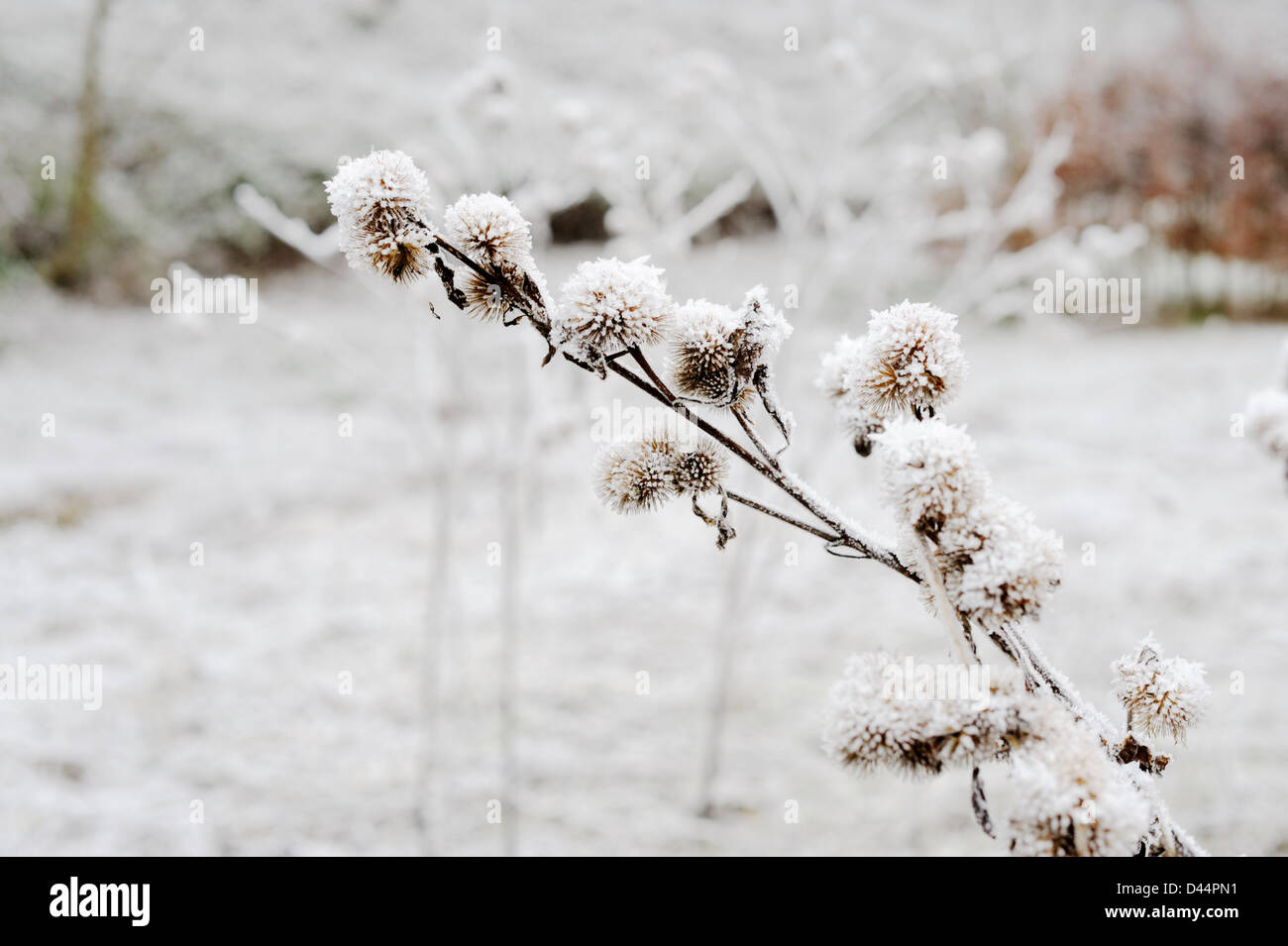 Arctium Lappa, große Klette Seedheads in Frost, Wales. Stockfoto