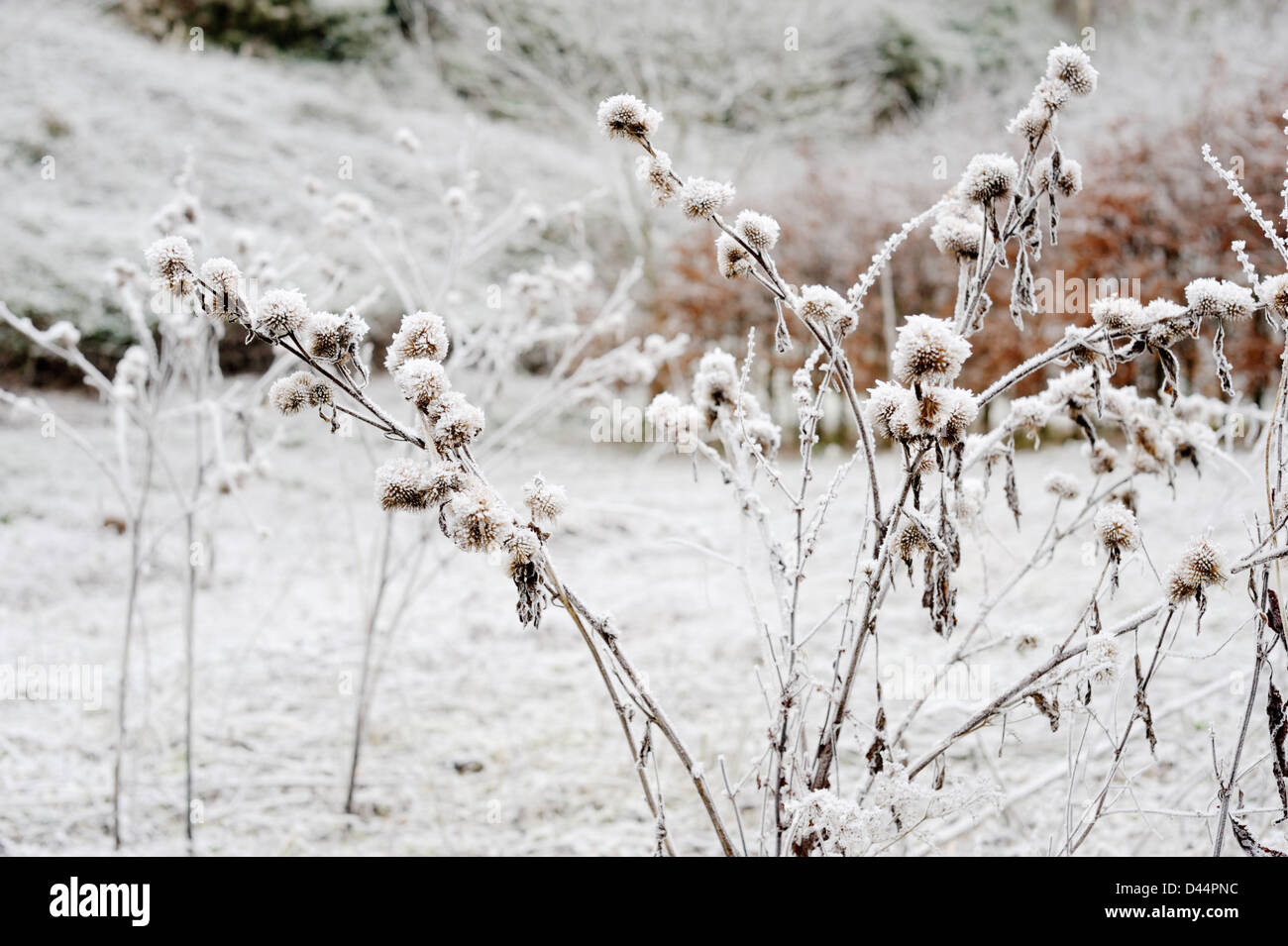 Arctium Lappa, große Klette Seedheads in Frost, Wales. Stockfoto