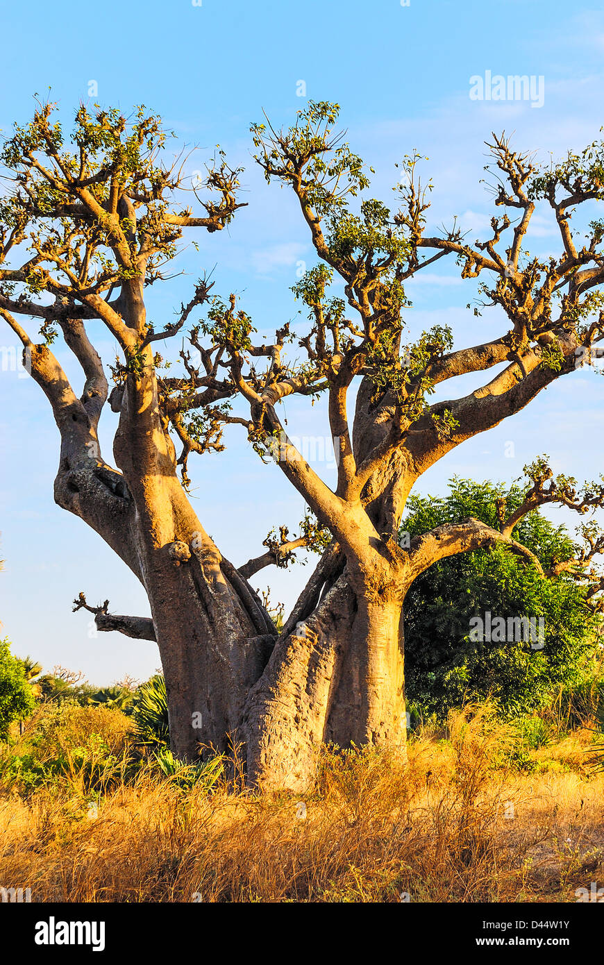 berühmten Baobab-Baum in Senegal, Afrika Stockfoto