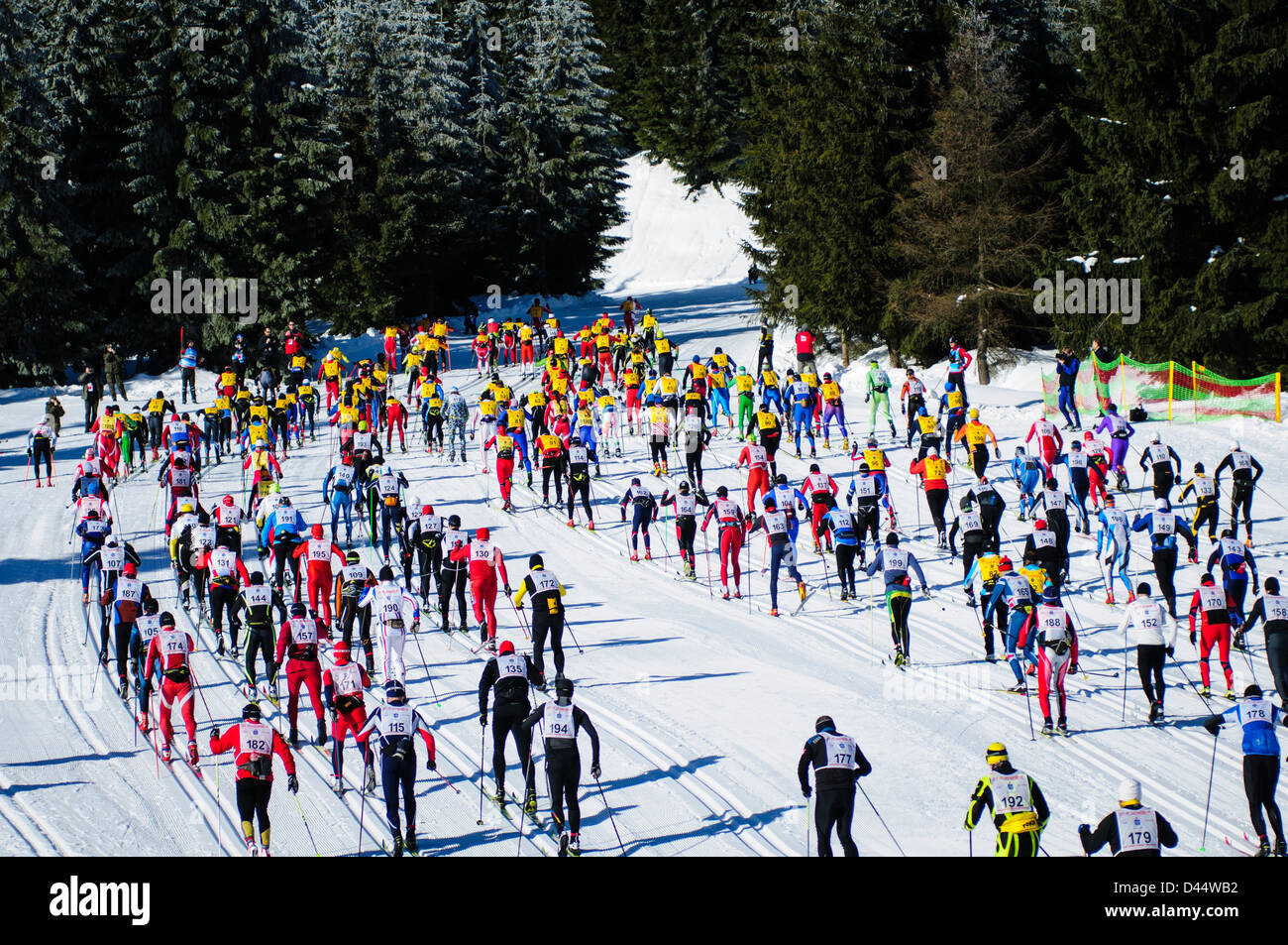 Eine große Anzahl von Skifahrern bergauf an der Bieg Piastow cross-country-Rennen, Jakuszyce, Polen. Stockfoto