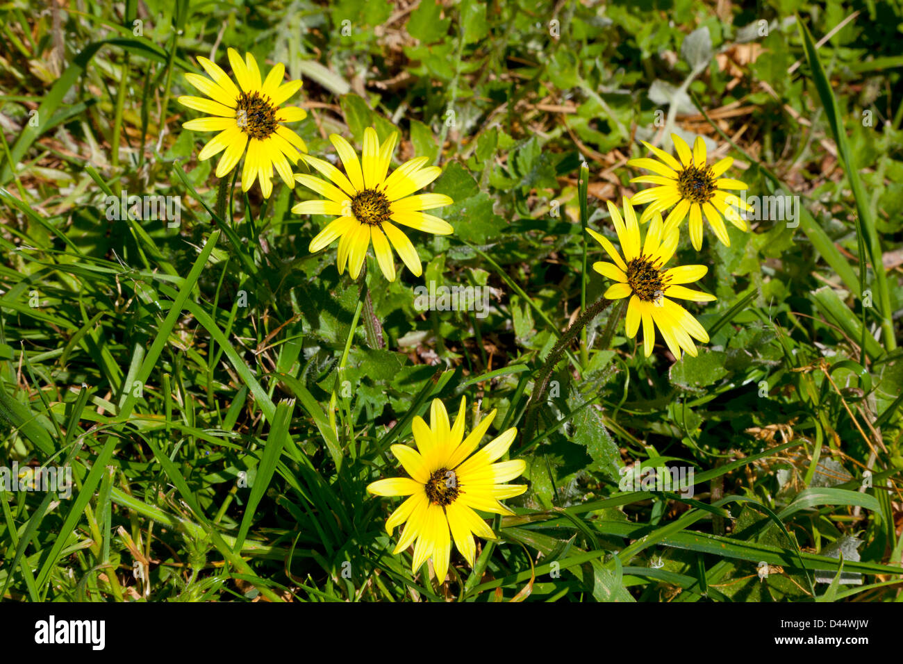 Black eyed Susan Blumen Rudbeckia in Neuseeland Stockfoto