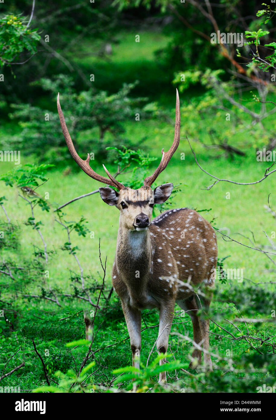 Chital Rotwild im Yala National Park, Sri Lanka. Stockfoto