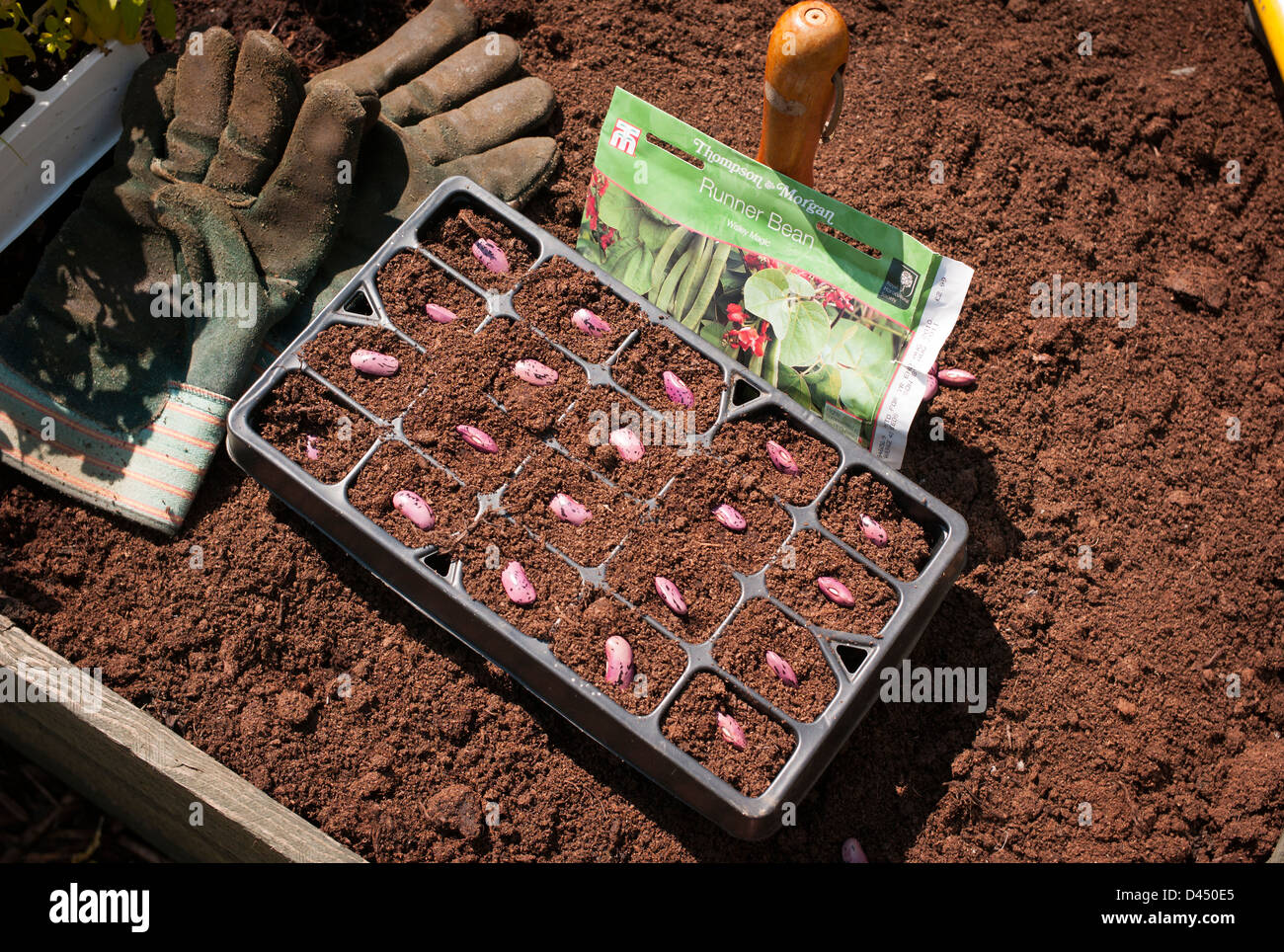 Pflanzen ein Fach mit runner bean Seeds im Mai. Samen Spaced Out in Zellen bereit, unten in den Kompost gedrückt werden. Stockfoto