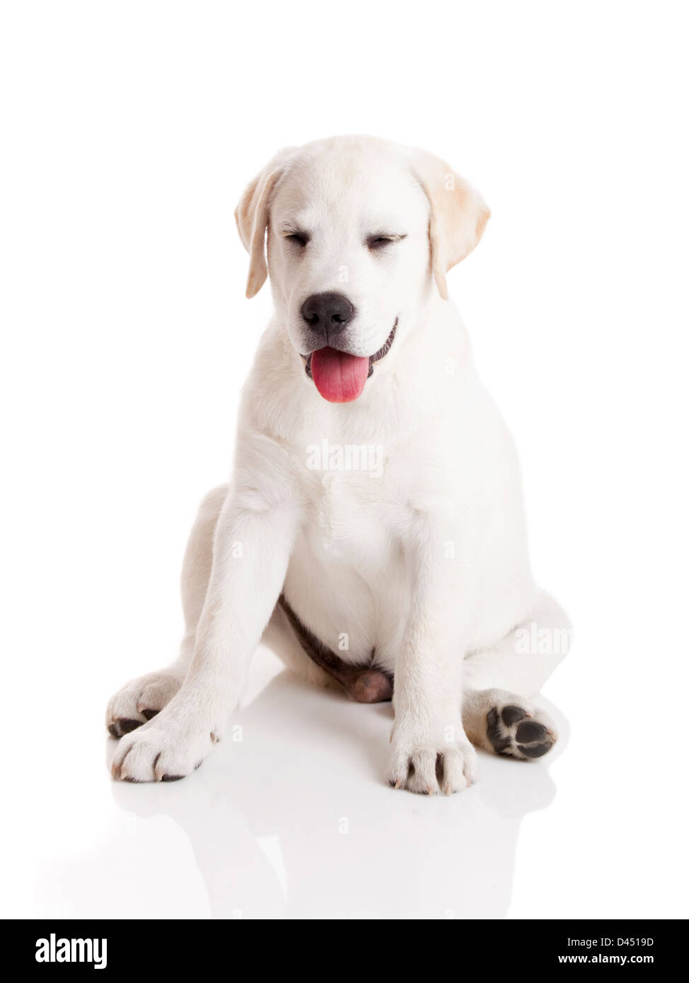 Schöne Labrador Retriever Creme Welpe isoliert auf weißem Hintergrund mit einem lustigen Ausdruck Stockfoto