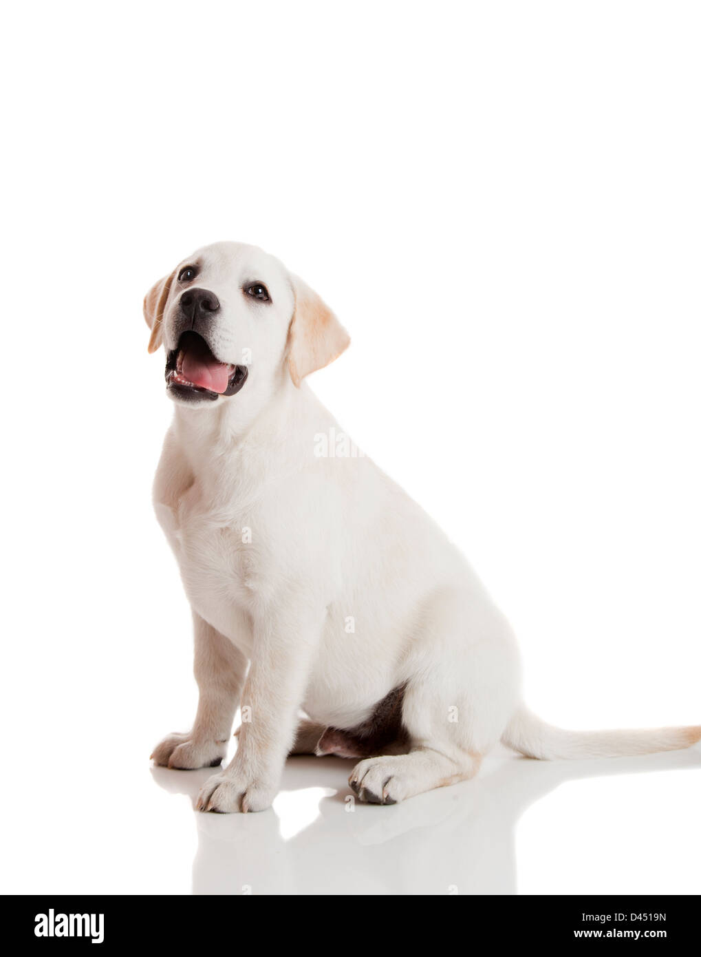 Schöne Labrador Retriever Creme Welpe isoliert auf weißem Hintergrund Stockfoto