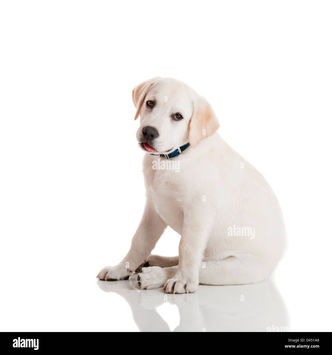 Schöne Labrador Retriever Creme Welpe isoliert auf weißem Hintergrund trägt ein blaues Hundehalsband Stockfoto