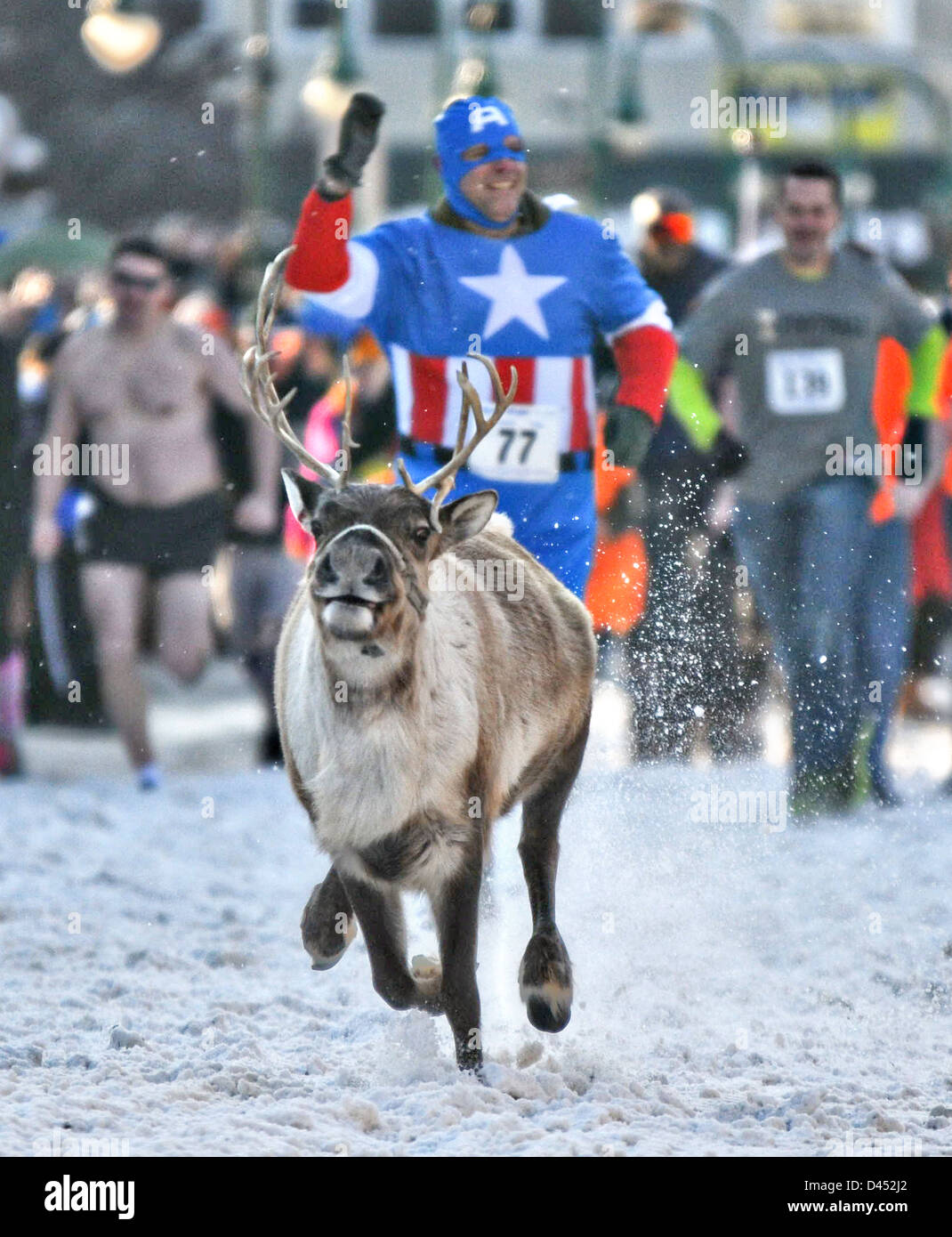Ein Mann verkleidet als Captain America beteiligt sich bei der Leitung der Rentiere während des Festivals Fur Rondy 2. März 2013 in Anchorage, Alaska. Das Festival ist der Alaska-Version von Pamplona, Spanien "laufen der Stiere durch die Ausführung durch die verschneiten Straßen von Anchorage ausweichen und ducking die Huftiere. Stockfoto