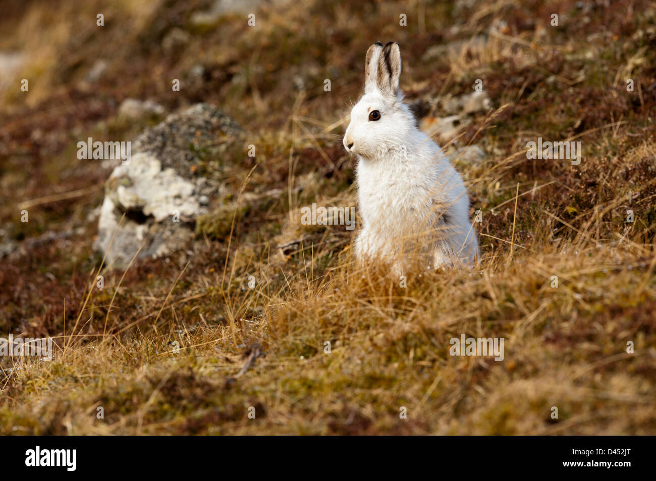 Schneehase Stockfoto