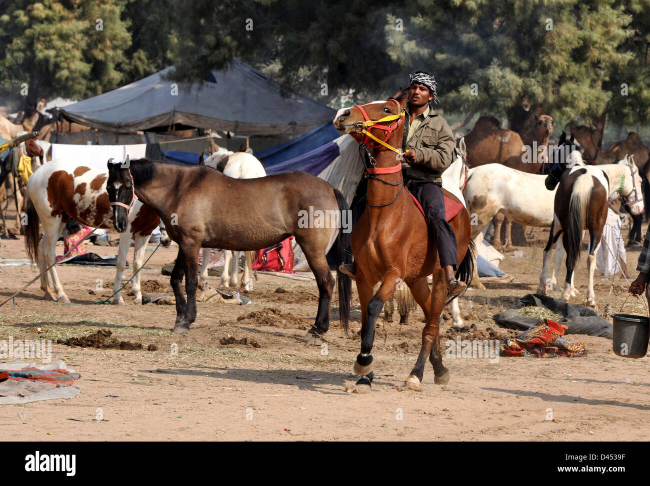 Ein Käufer findet Probefahrt eines Pferdes während Viehmarkt im westlichen indischen Stadt von Nagaur, im Staat Rajasthan Stockfoto