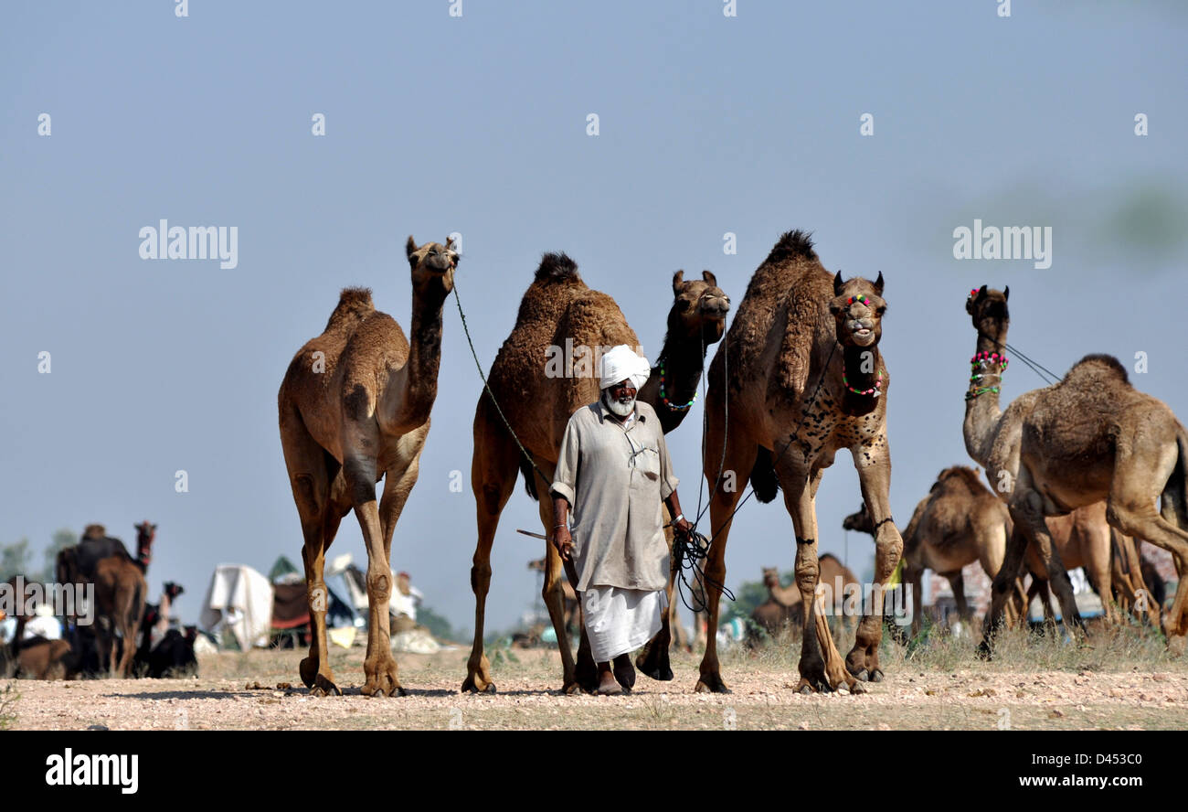 Ein Kreditor bringt seine Kamele, während Rinder fair im westlichen indischen Stadt von Nagaur, in Rajasthan Zustand zu verkaufen Stockfoto