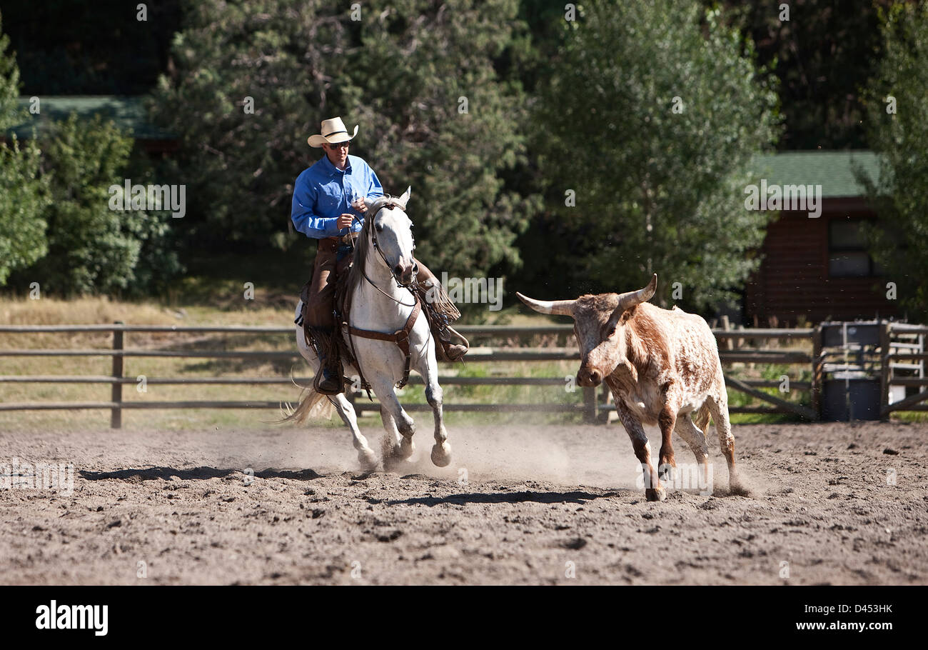 Cowboy Wrangler Corral, Viehzucht, Vieh einziehen Montana USA Stockfoto