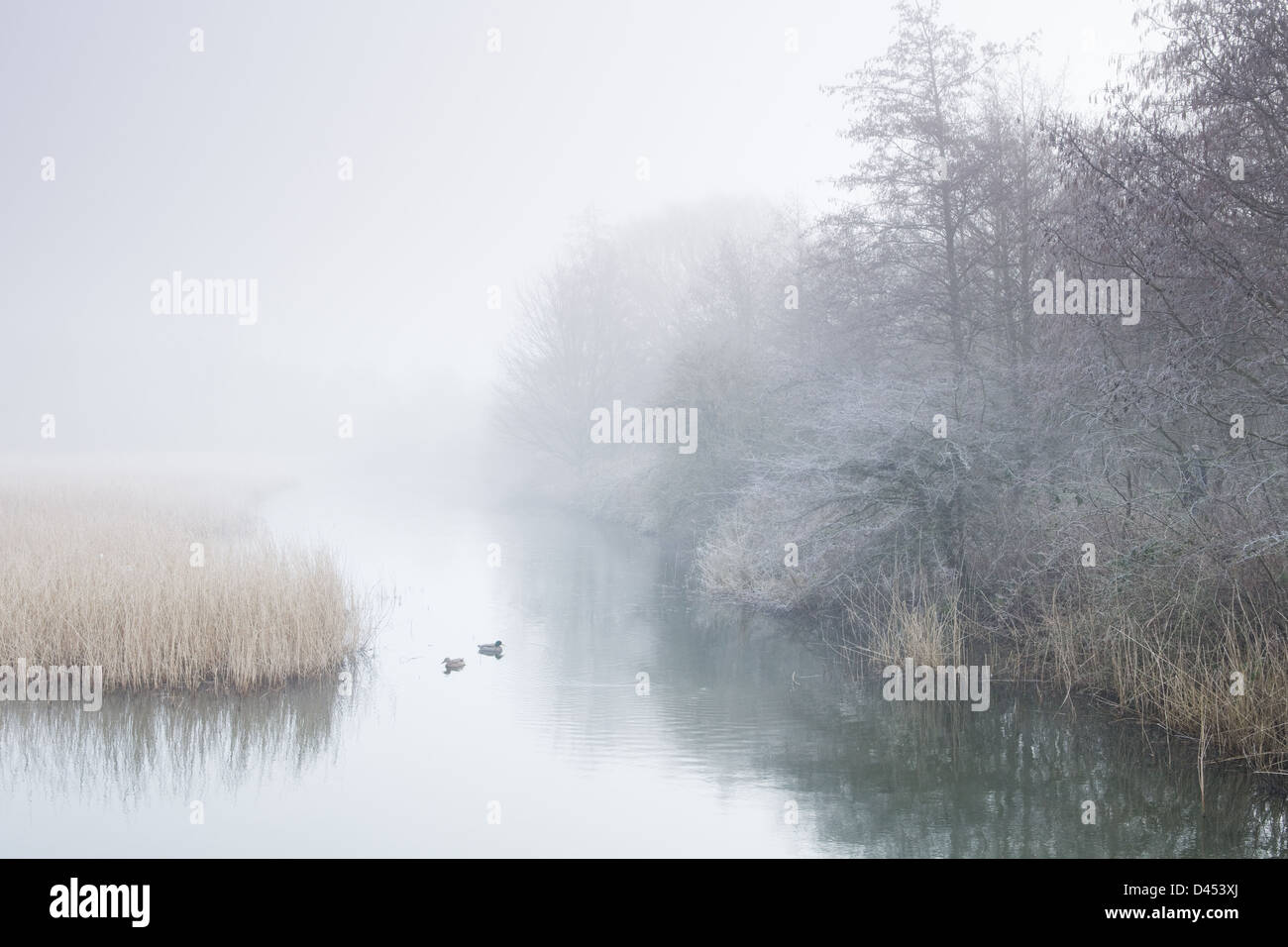 Einen kalten, nebligen Morgen im Winter an einem Teich in North Lincolnshire, England. Februar 2013. Stockfoto