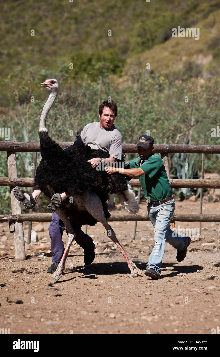 Strauß, racing, Oudtshoorn, Südafrika Stockfoto