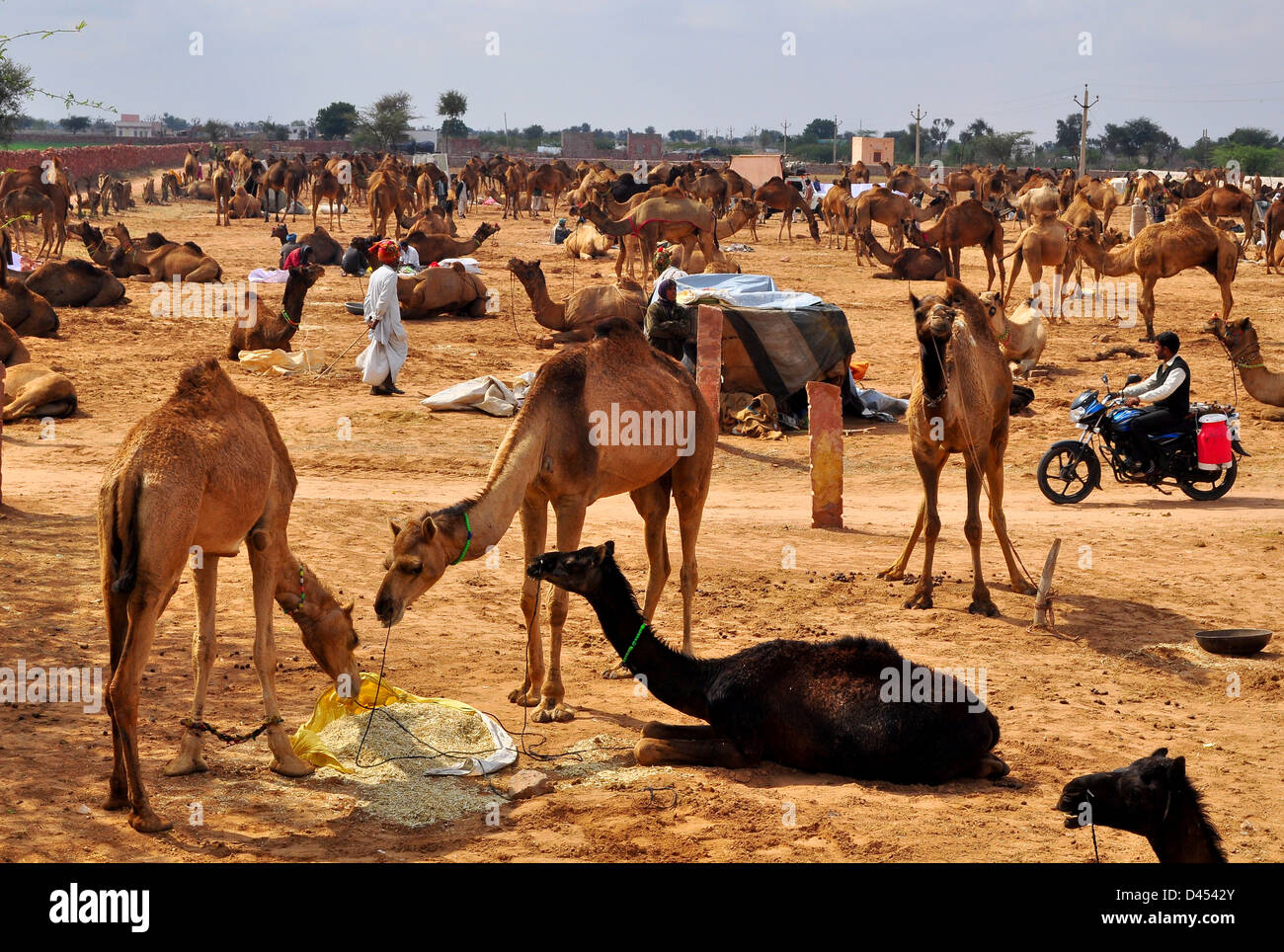 Kamele zum Verkauf stehen auf einem Feld am Viehmarkt im westlichen indischen Stadt von Nagaur, im Staat Rajasthan Stockfoto