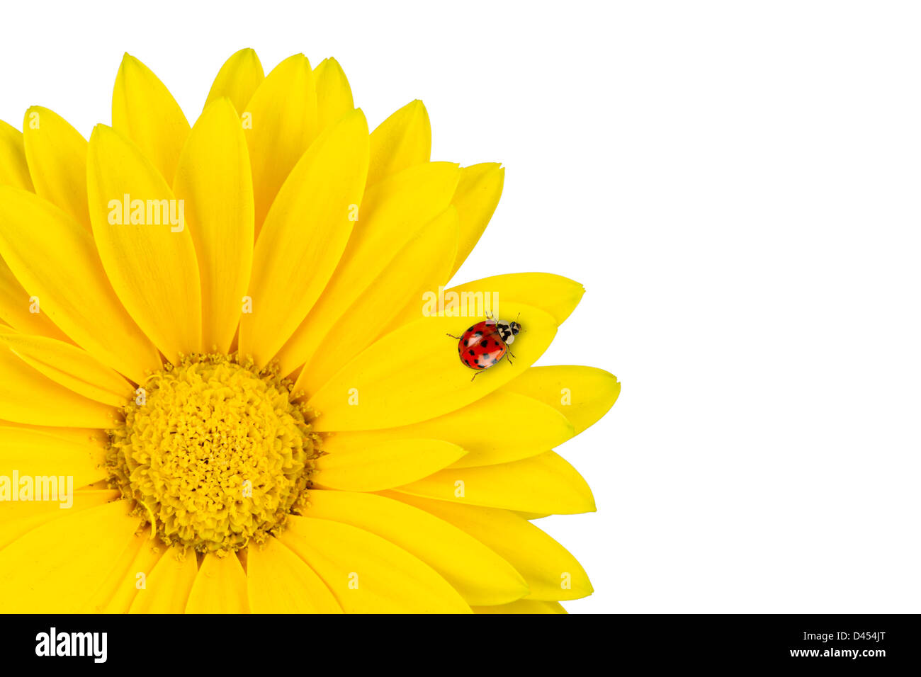 Marienkäfer auf gelben Gerbera Blüte Stockfoto
