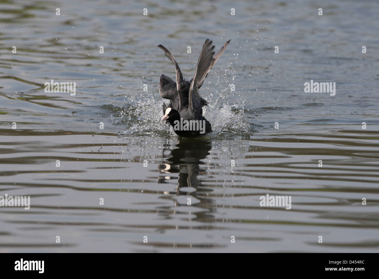 Blässhuhn kämpfen Stockfoto