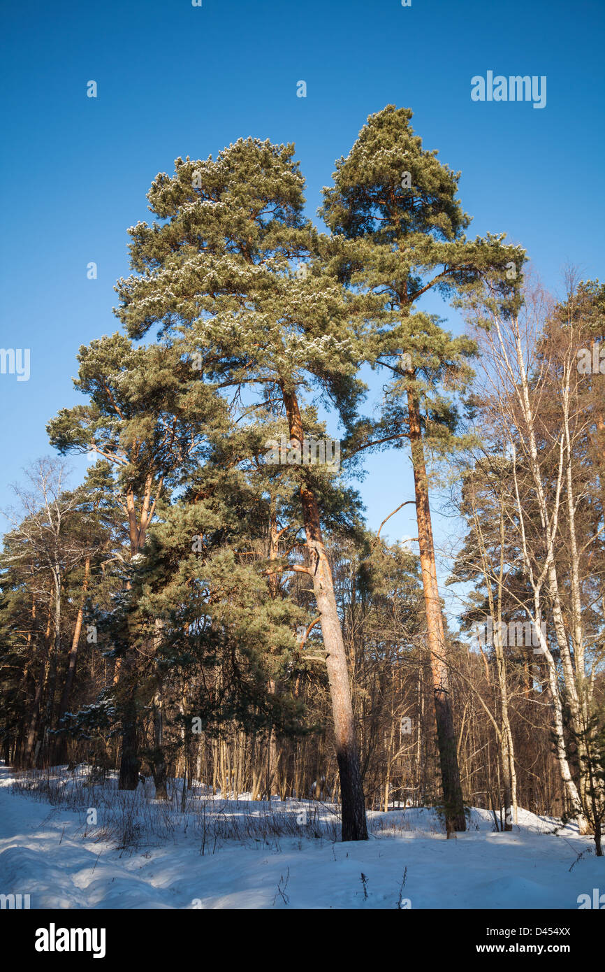 Kiefern im gefrorenen Winterwald. Karelien, Russland Stockfoto