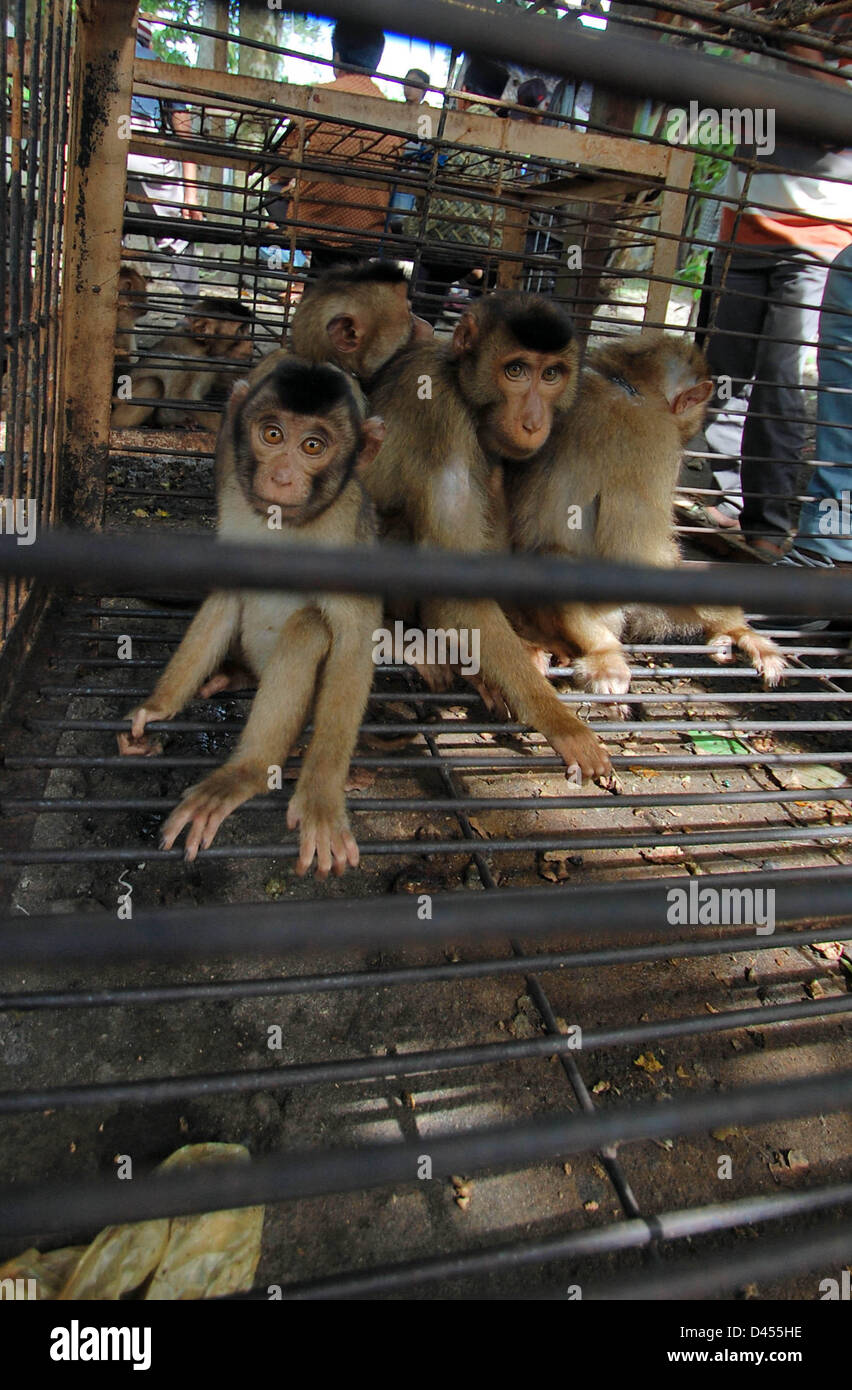 20. Februar 2013 - Pariaman, West-Sumatra, Indonesien - Pariaman, West-Sumatra, Indonesien - März 05: Foto 20. Februar 2013. Ein Händler verkauft Baby Zopf Affen zu einem Preis von Rp 100.000, -(US $ 12,00) am 20. Februar 2013 in den Sungai Sariak Markt, Pariaman, West-Sumatra, Indonesien... Zopf Affe Baby (Macaca Nemestrina) ab einem Preis von 100.000 Rp (US $ 12,00) bis Rp 250.000 (US $ 27,00) für ein Baby in Sungai Sariak Viehmarkt, Pariaman, West-Sumatra, Indonesien verkauft... '' Für männliche Affen verkauft Rp 120.000 (US $ 14,00) während Weibchen teurer sind Affen Sie, dass Rp 250 Stockfoto