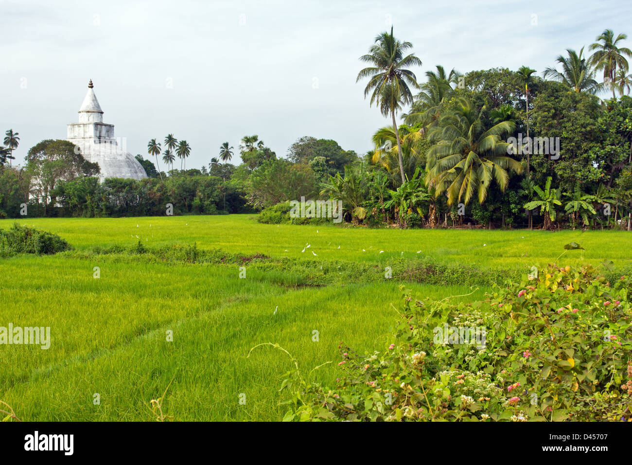 EINE SEHR GROßE BUDDHISTISCHE STUPA UNTER DEN REISFELDERN IM SÜDEN SRI LANKAS Stockfoto