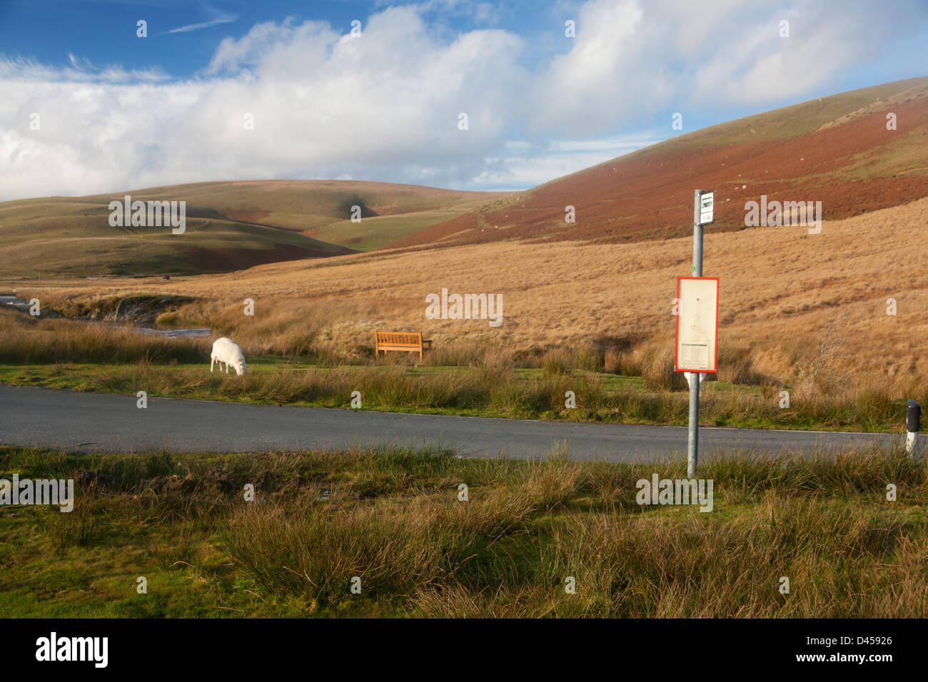 Entfernten Bushaltestelle auf der Bergstraße im Elan-Tal mit einsame Schafe weiden im Hintergrund in der Nähe von Rhayader Powys Mid Wales UK Stockfoto