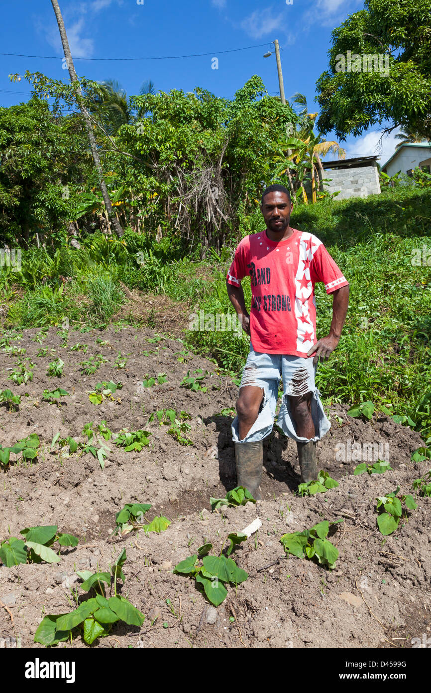 Bauer aus St. Lucia arbeitet an seiner kleinen Zuteilung und Anbau von Kartoffeln Stockfoto