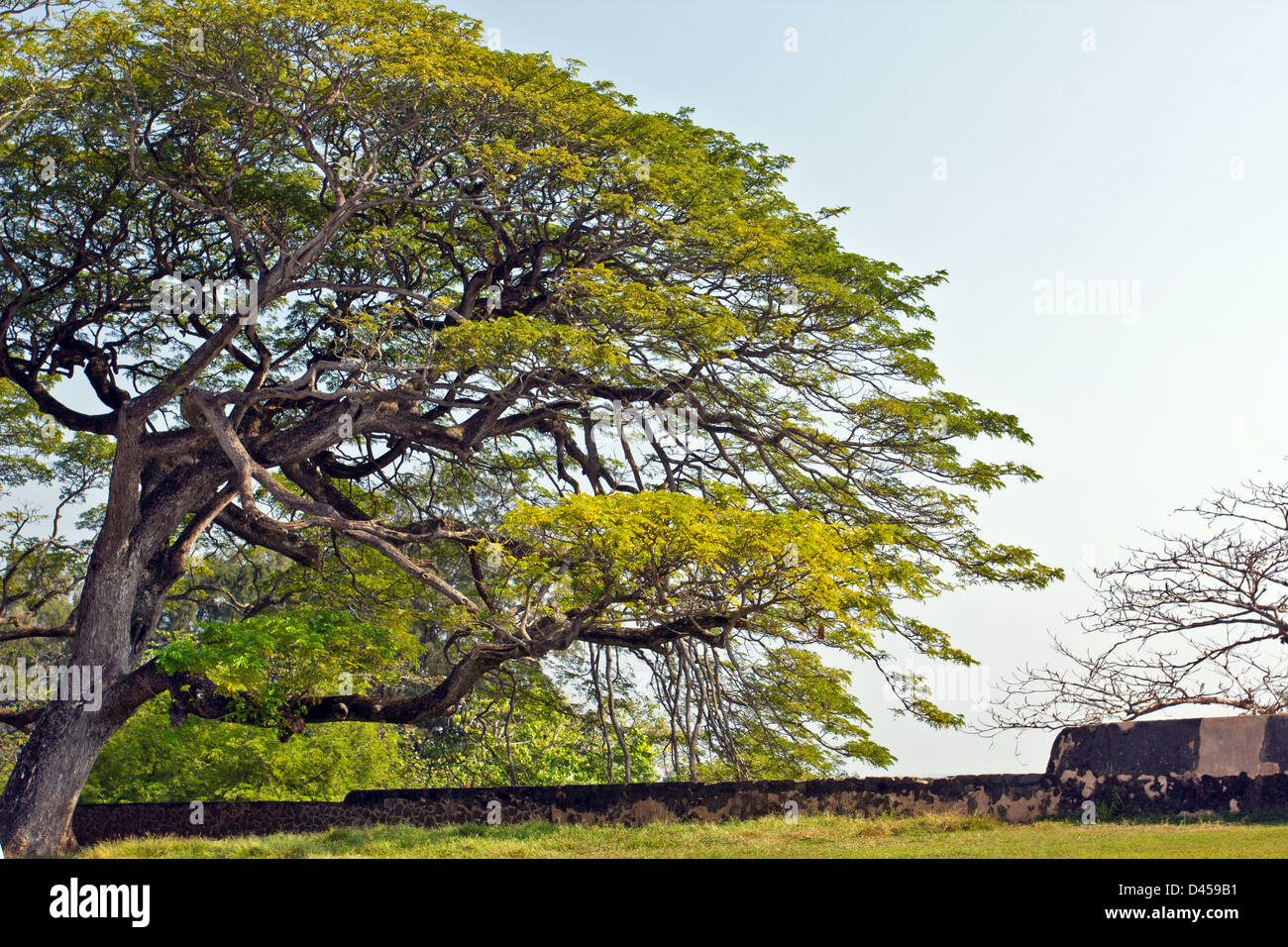 MASSIVE ALTE BÄUME ÜBERHANG DIE MAUERN DER FESTUNG GALLE IN SRILANKA Stockfoto